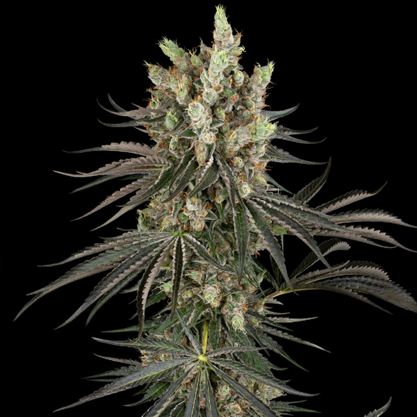 Slam Dank > Sensi Seeds | Feminized Cannabis   |  Hybrid